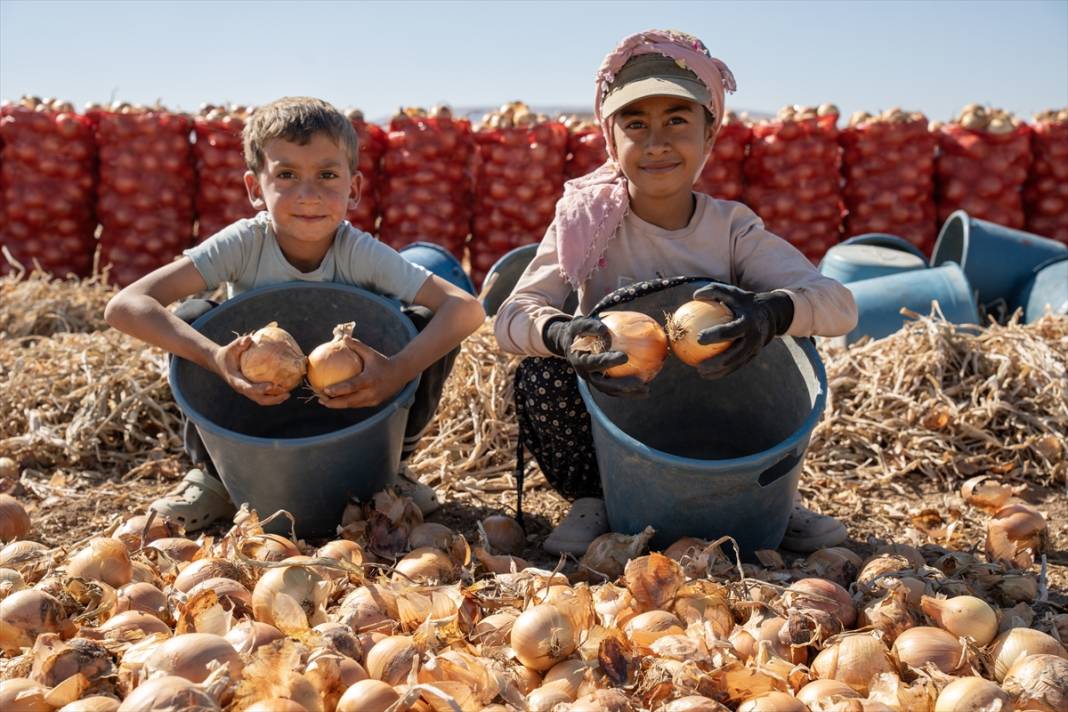 Konya Ovası’nda tablo gibi hasat 12